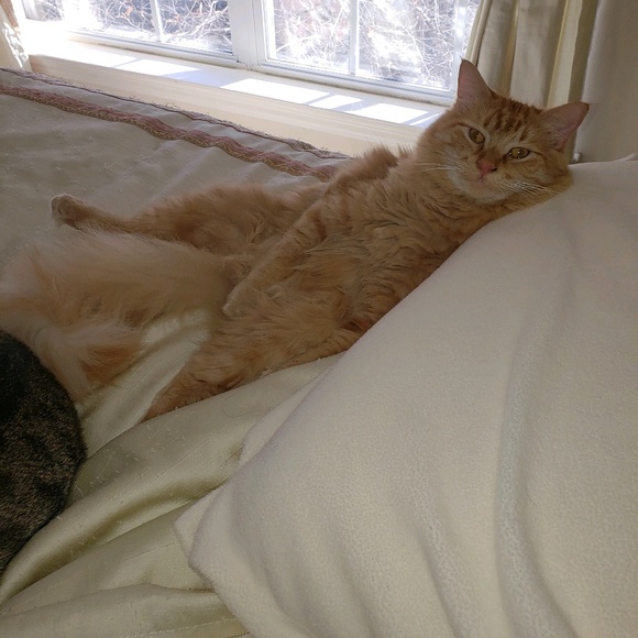 Meet your Posher, Susan - Picture 1 of 1